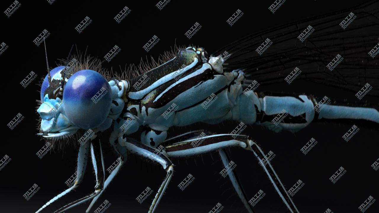 images/goods_img/2021040234/3D Dragonfly for Cinema 4d/3.jpg